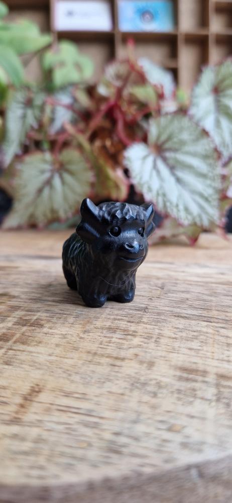 Schotse hooglander obsidiaan