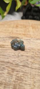 Labradoriet schildpad