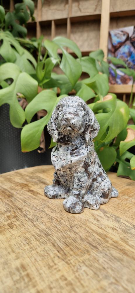 Chinese  yooperlite hond