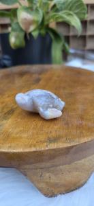 Bloemagaat schildpad 1