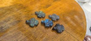 Labradoriet schildpad